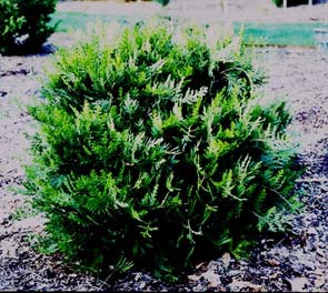 Calocedrus decurrens 