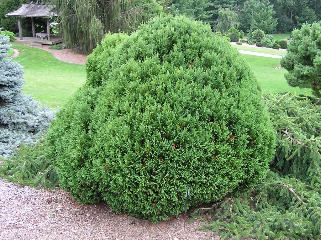 Cupressus nootkatensis 