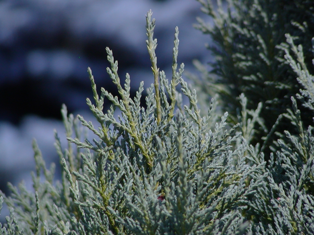Cupressus nootkatensis 