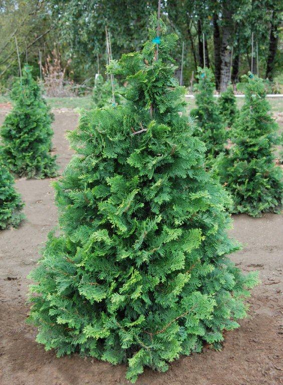 Chamaecyparis obtusa 