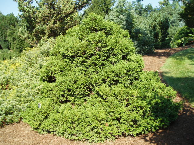 Chamaecyparis pisifera 