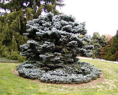 Picea pungens 