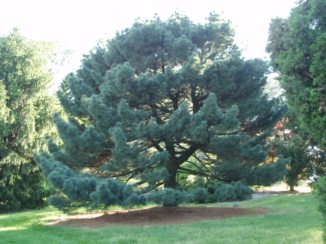 Pinus strobus 
