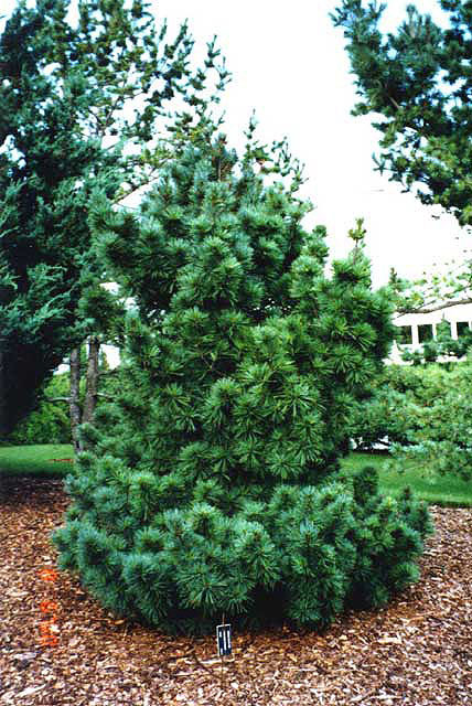 Pinus strobus 