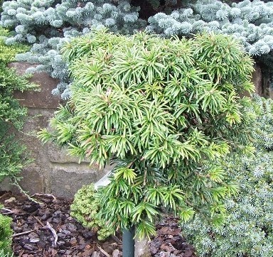 Abies grandis 