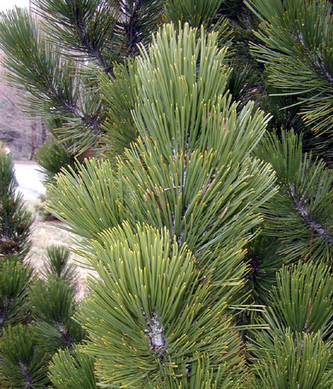 Pinus heldreichii 