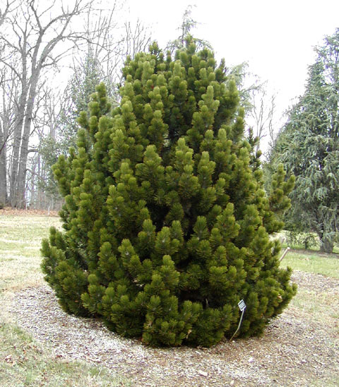 Pinus heldreichii 