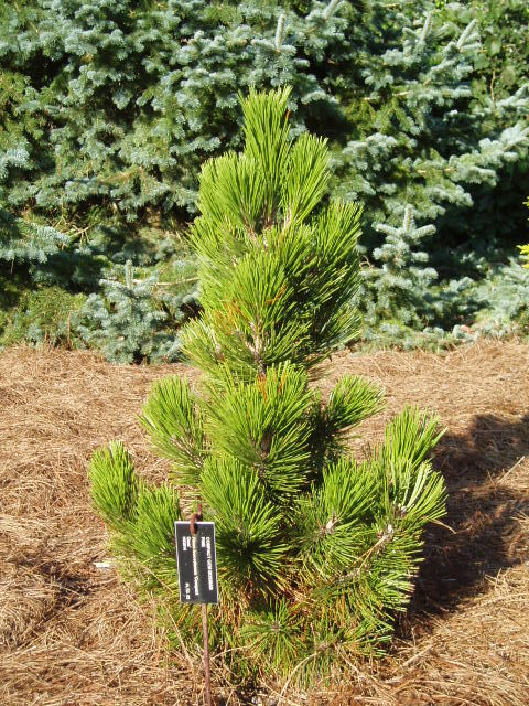 Pinus heldreichii 