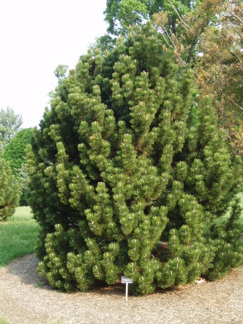Pinus heldreichii 