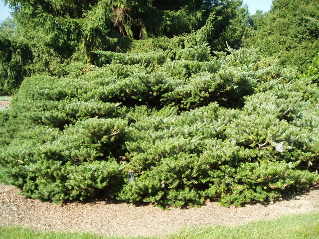 Abies koreana 