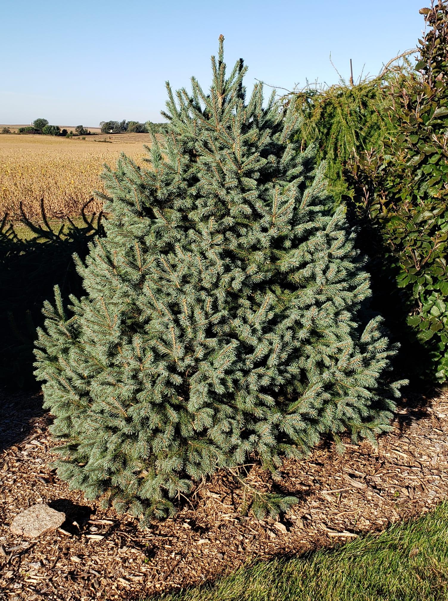 Picea engelmannii 