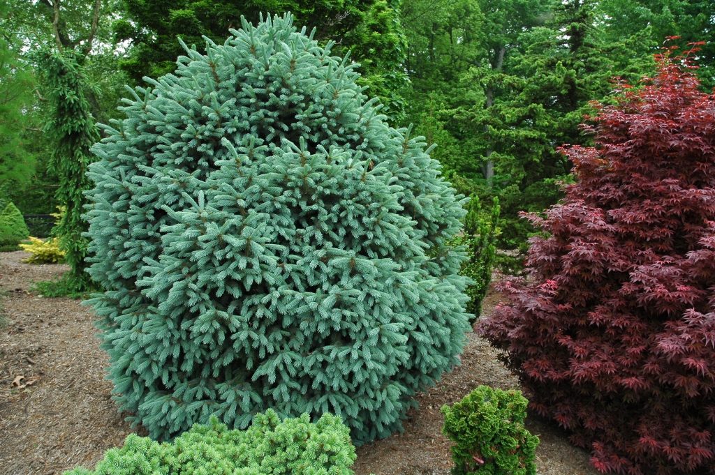 Picea engelmannii 