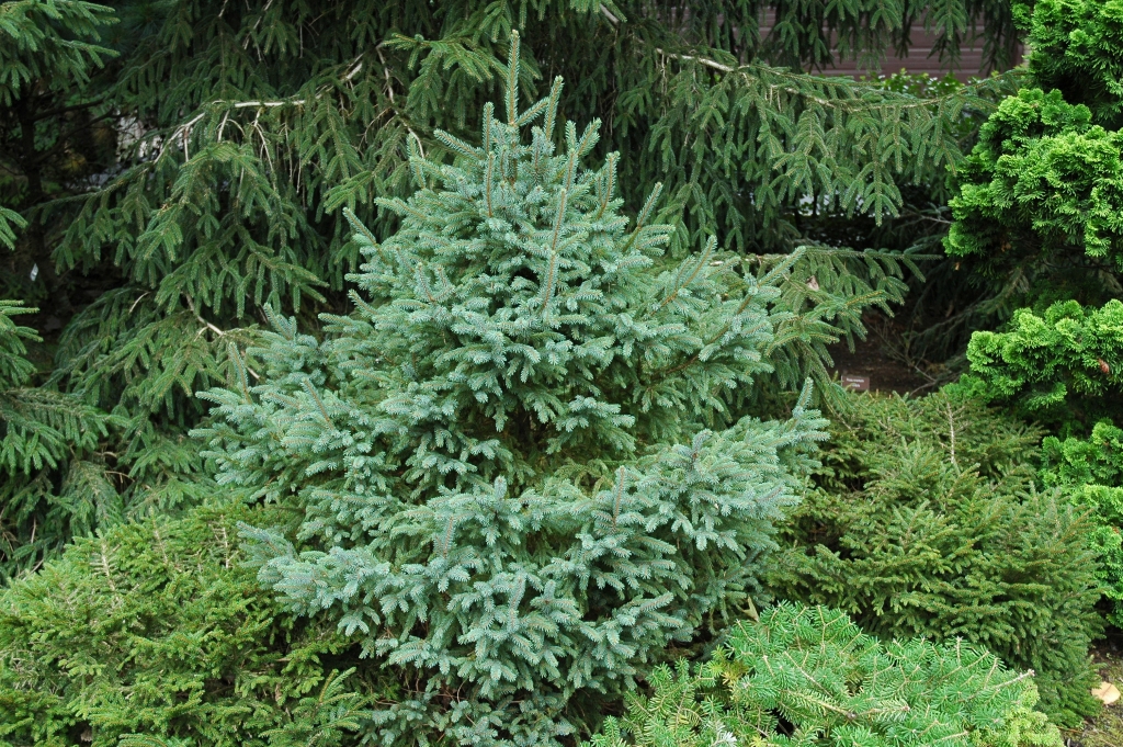 Picea engelmannii 