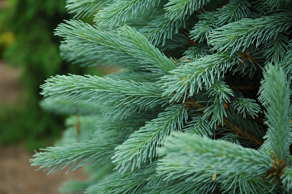 Picea engelmannii 