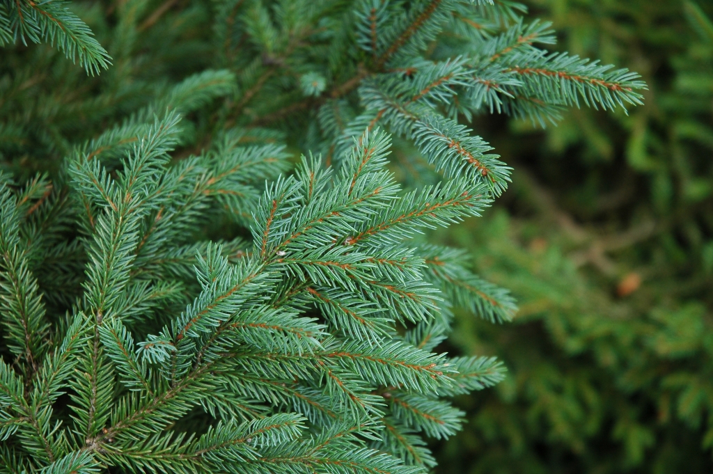 Picea engelmannii 