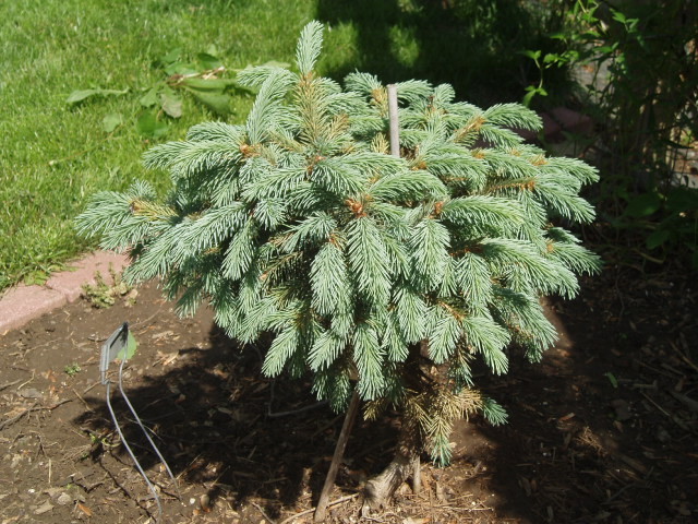Picea engelmannii 