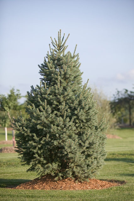 Picea engelmannii 