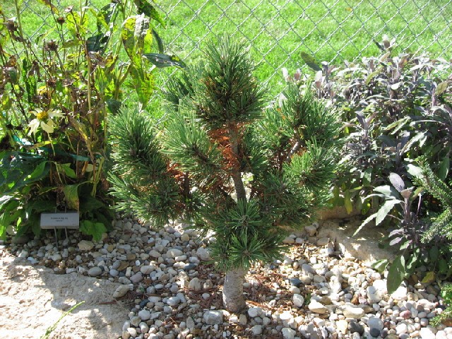 Pinus flexilis 