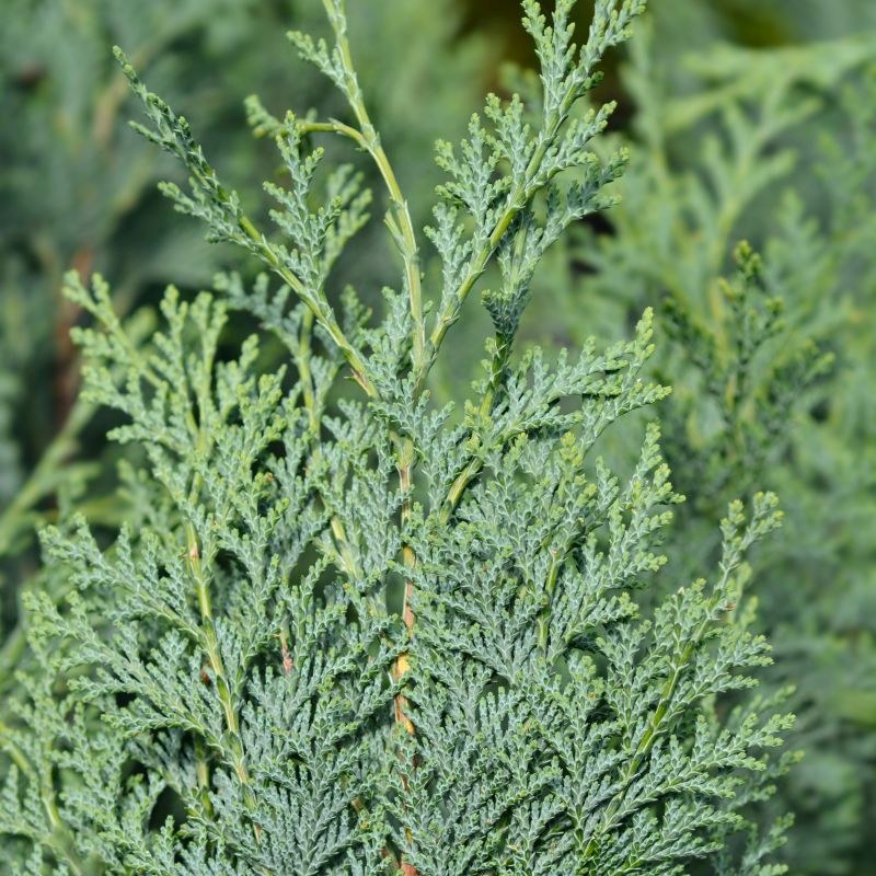 Chamaecyparis lawsoniana 
