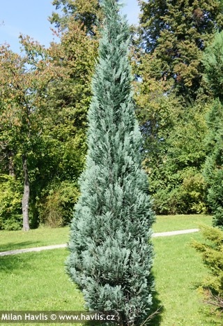 Chamaecyparis lawsoniana 