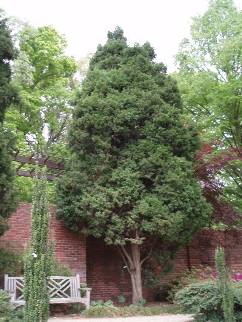 Juniperus chinensis 