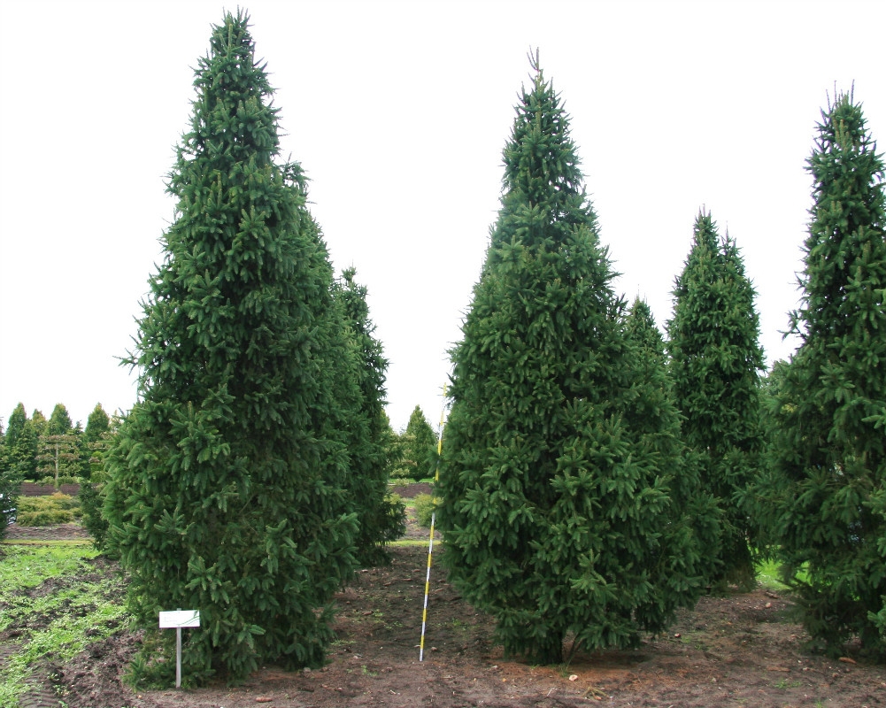 Picea abies 