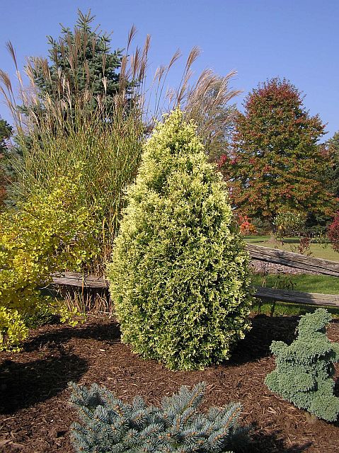 Thuja occidentalis 