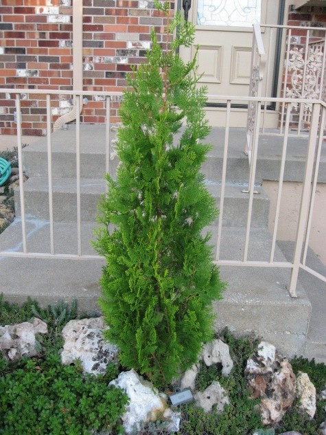 Platycladus orientalis 