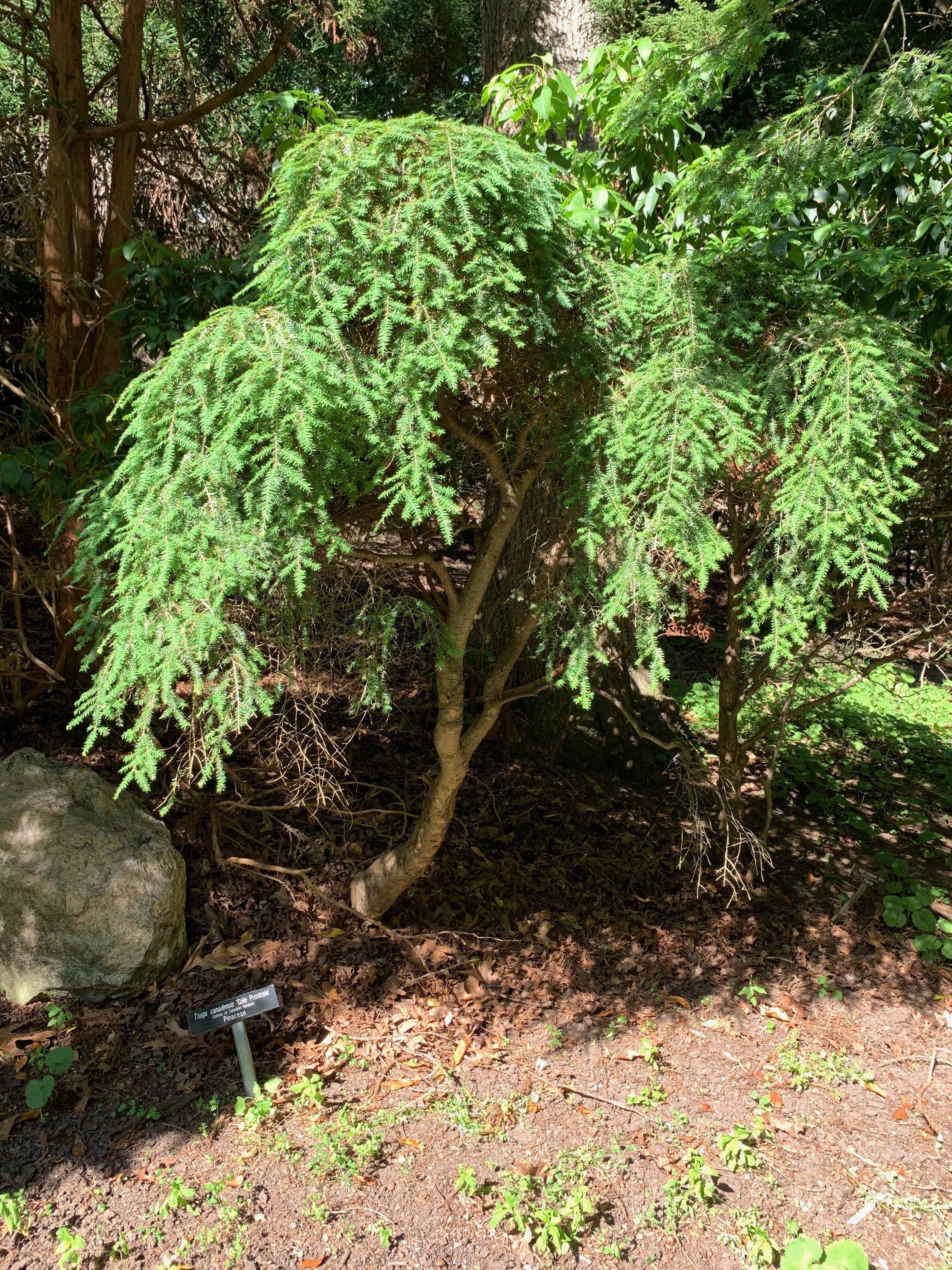 Tsuga canadensis 