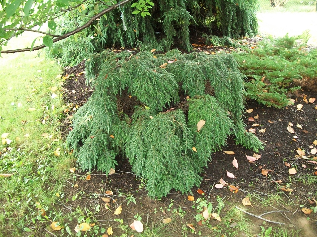 Tsuga canadensis 