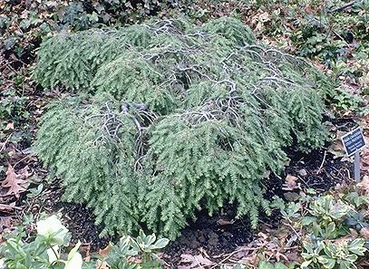 Tsuga canadensis 