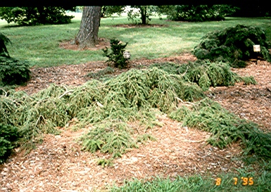 Tsuga canadensis 