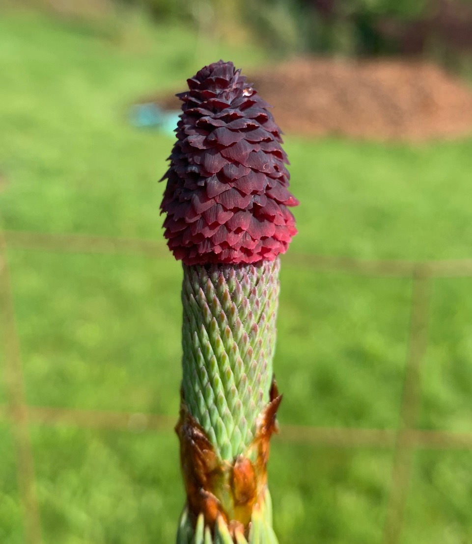 Picea glauca 