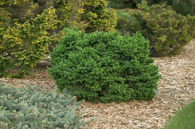 Picea glauca 