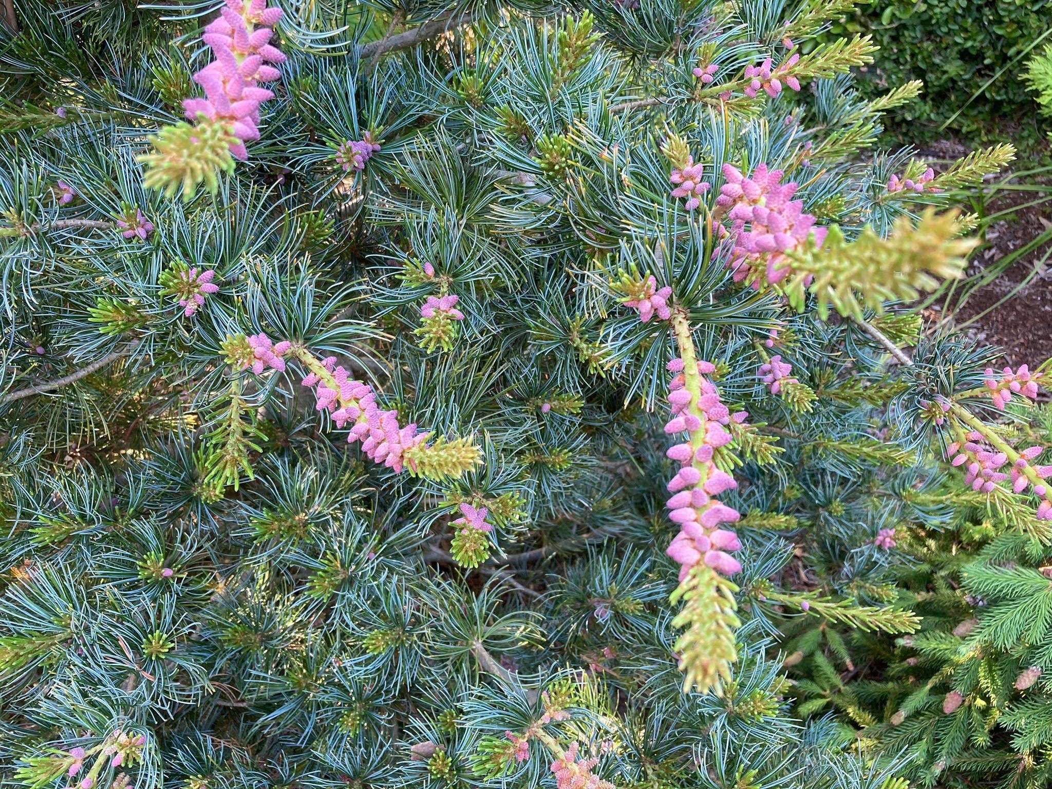 Pinus parviflora 