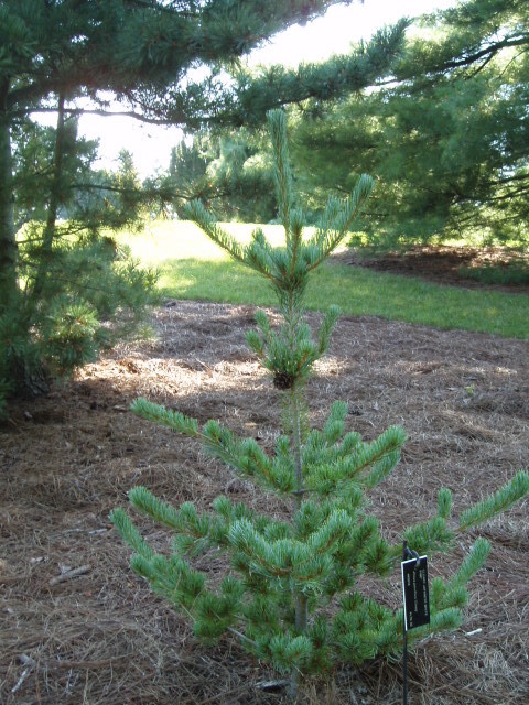 Pinus parviflora 