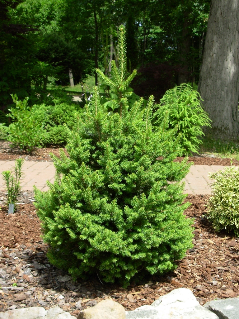 Picea abies 