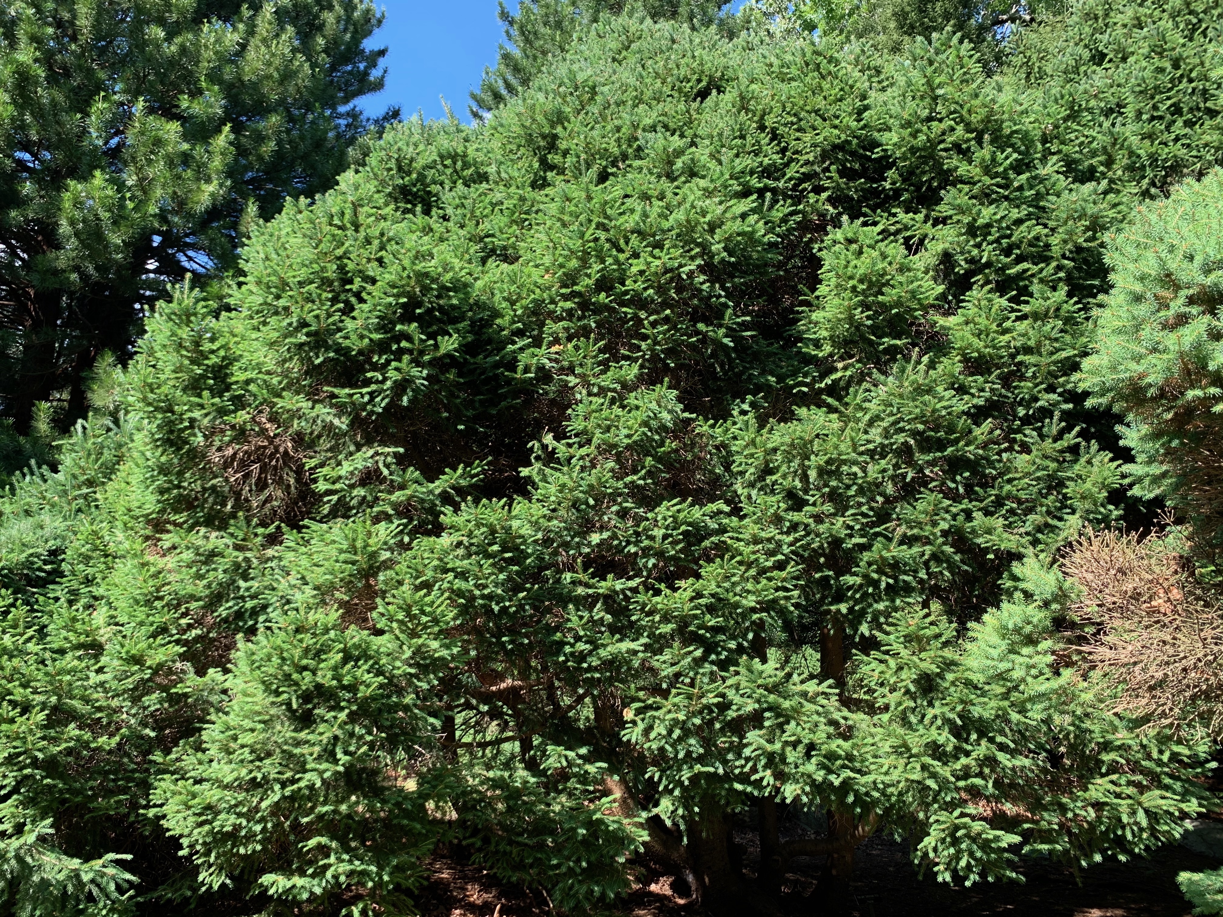 Picea abies 