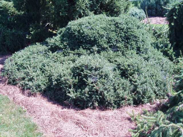 Picea abies 