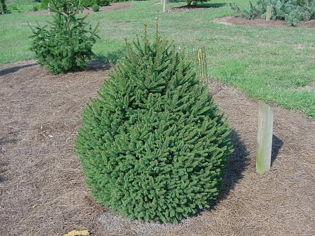 Picea abies 