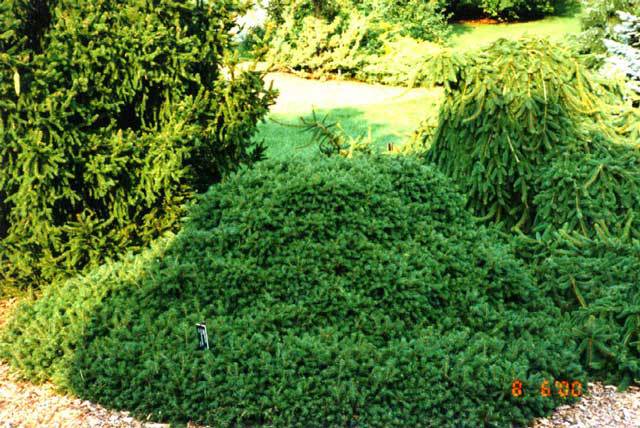 Picea abies 