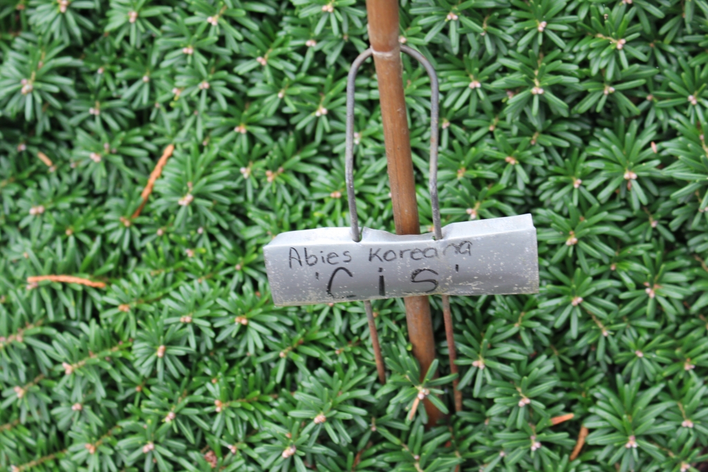 Abies koreana 