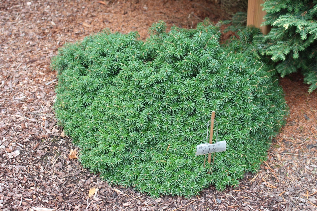 Abies koreana 