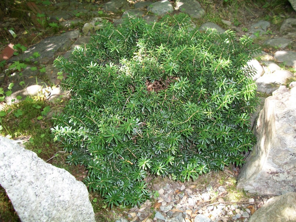 Abies koreana 