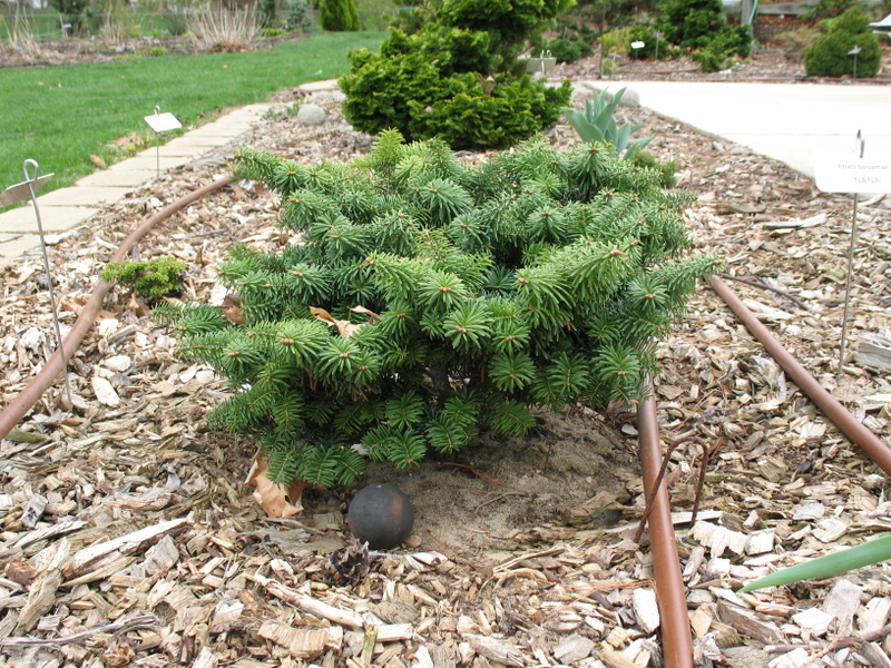 Abies koreana 