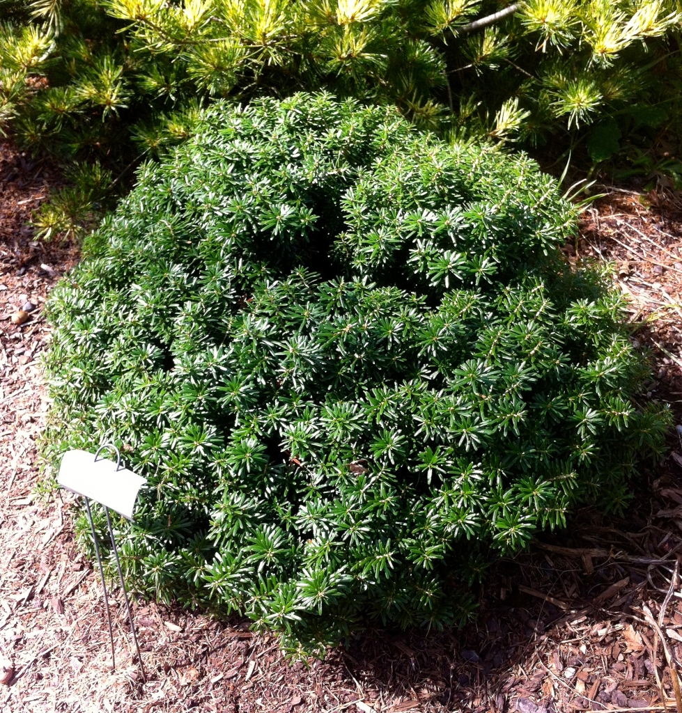 Abies koreana 