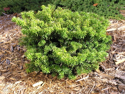 Abies koreana 