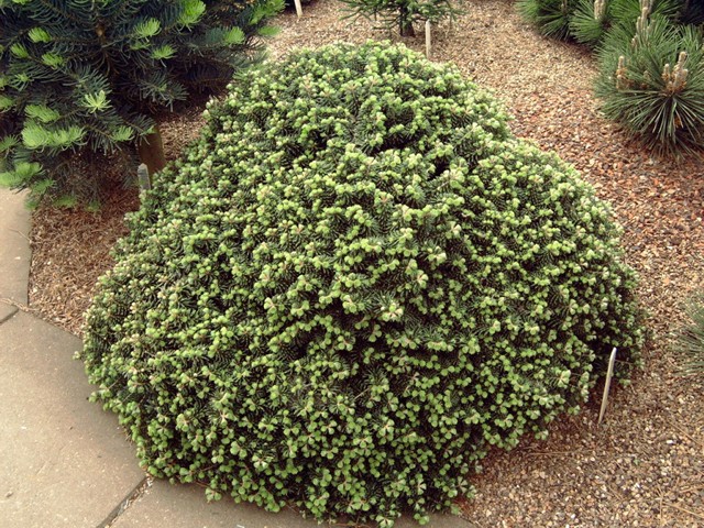 Abies koreana 