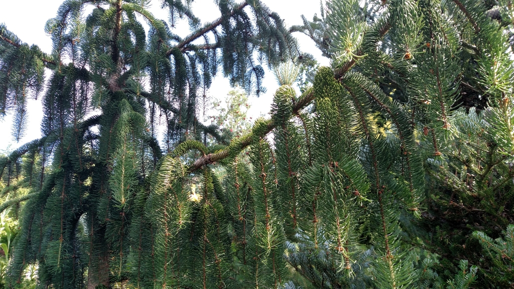 Picea abies 