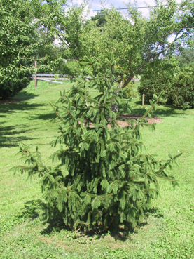 Picea abies 